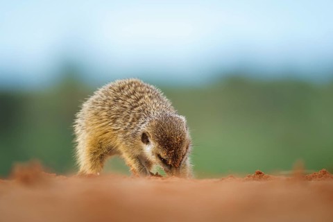 Meerkat