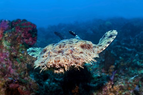 Tasselled wobbegong