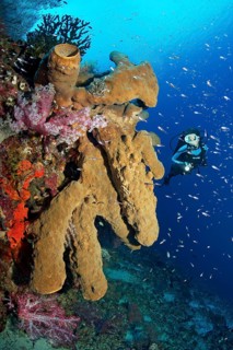 Diver looking at large brown sponge