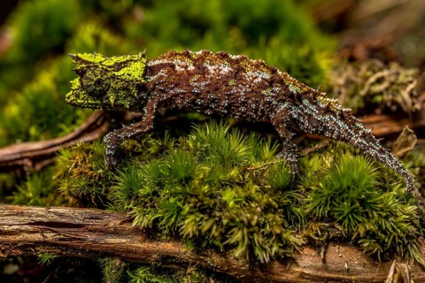 Variegated Earth Chameleon