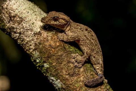 Flat-tailed gecko