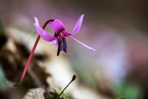 Flowering dog's tooth violet