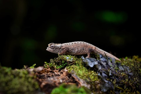 Earth chameleon