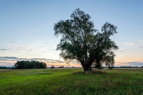 Silver willow