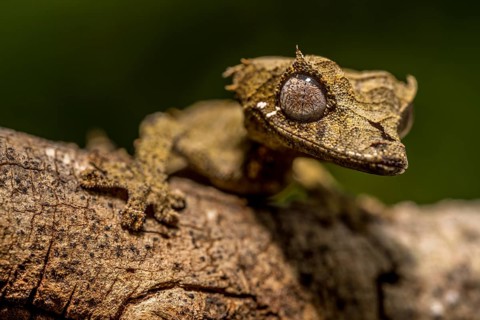 Clever flat-tailed gecko