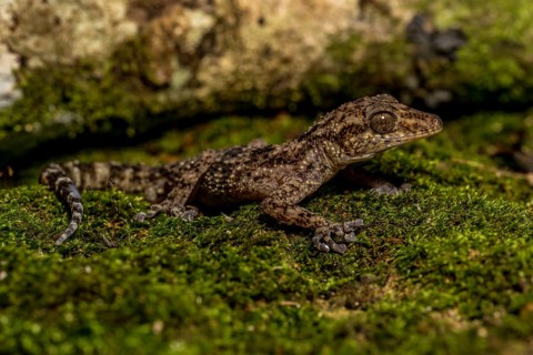Big-headed gecko