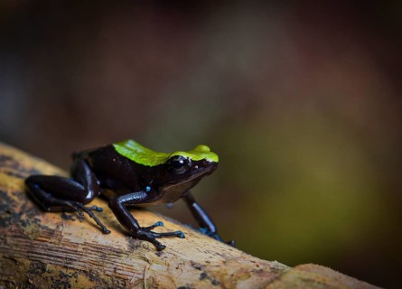A coloured frog