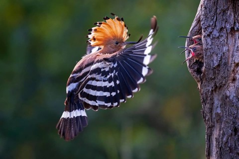 Hoopoe