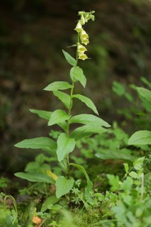Yellow foxglove