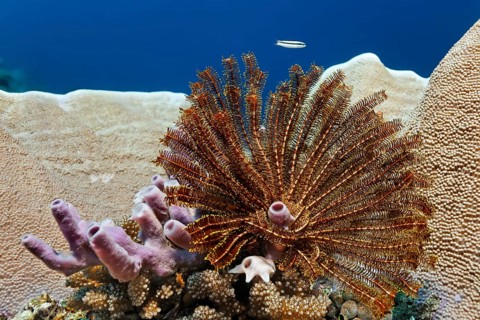 Feather star