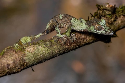 Mossy leaf-tailed gecko