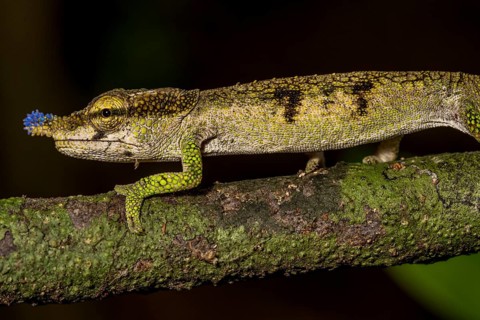 Blue-nosed Chameleon