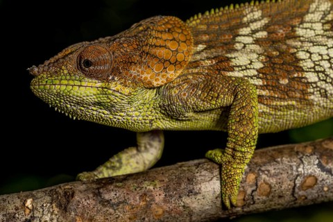 Amber Mountain amber chamaeleon