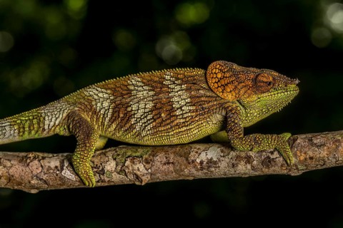 Amber Mountain amber chamaeleon