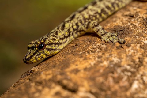 Day gecko