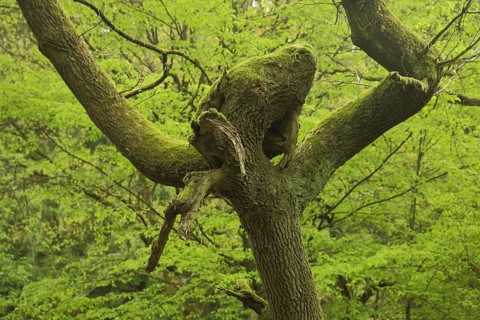 Sessile oak