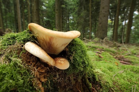 Samtfusskrempling