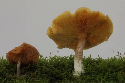Coniferous Galerina