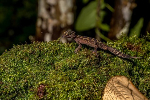 Graceful madagascar ground gecko
