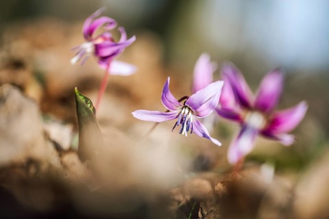 Flowering dog's tooth violet