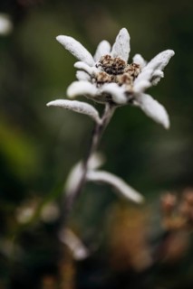 Alpine edelweiss