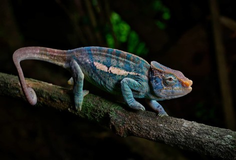 A male Montagne de Ambre amber chamaeleon