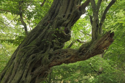 Gnarled copper beech