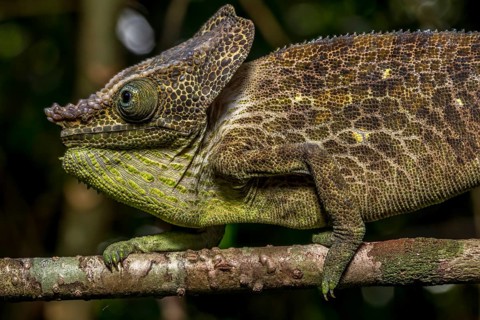 Malthes elephant-eared chameleon
