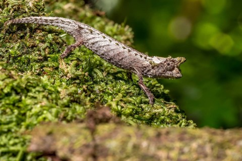 Marojejy Earth Chameleon
