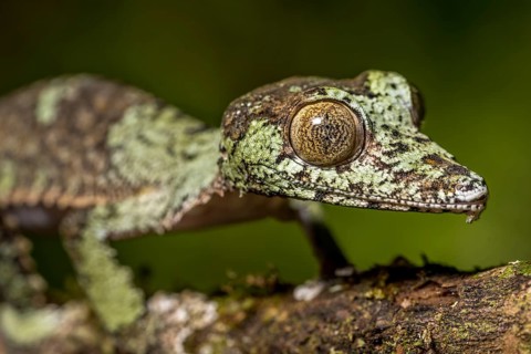Mossy leaf-tailed gecko