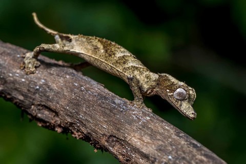 Clever flat-tailed gecko