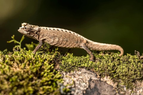 Montagne d Ambre Earth Chameleon