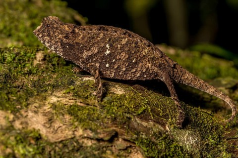 Antakarana ground chameleon