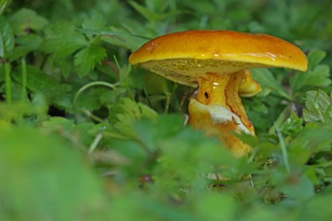 Greville's bolete