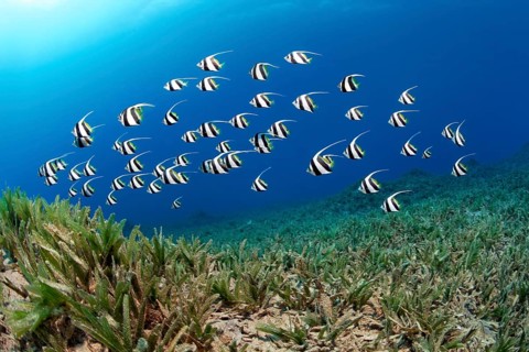 False moorish idol