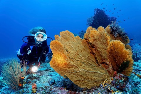 Diver with lamp looking at giant sea fan