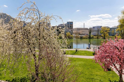 Trees in blossom on the Danube