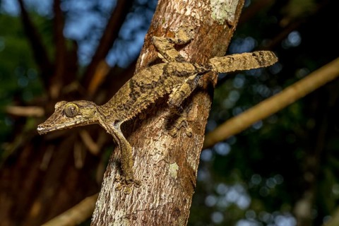 Giant flat-tailed gecko