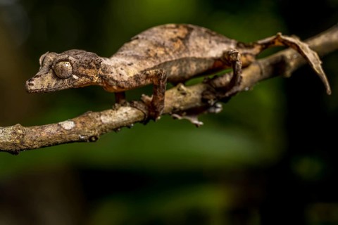 Montagne d Ambre Flat-tailed Gecko
