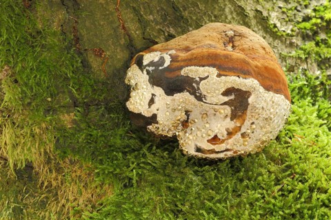 Spruce sponge with guttation drop