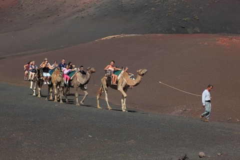 Dromedary Riding for Tourists in Timanfaya National Park