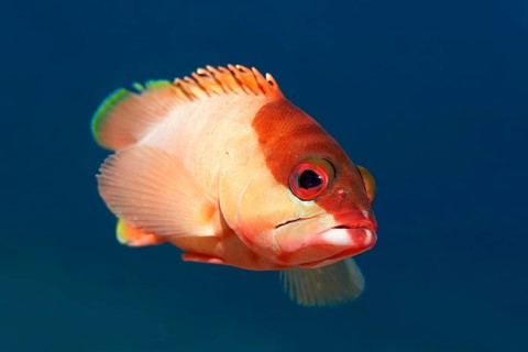 Blacktip grouper