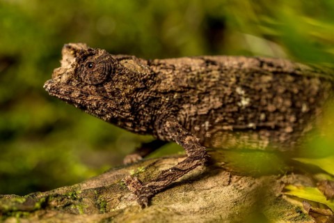 Antakarana ground chameleon