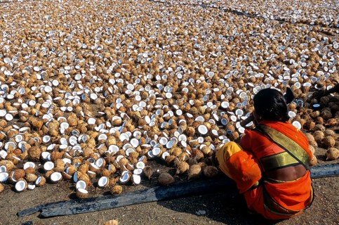 Breaking Coconuts to dry in an oil extracting factory at Vellakoil vellakovil Tamil Nadu