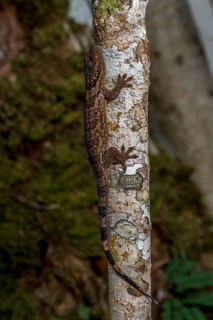 Velvet gecko