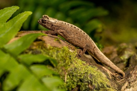 Montagne d Ambre Earth Chameleon