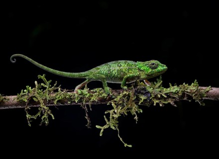A still undescribed chameleon juvenile