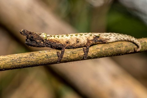 Marojejy Earth Chameleon
