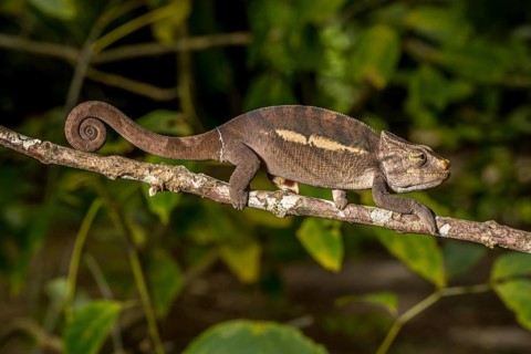 Amber Mountain amber chamaeleon