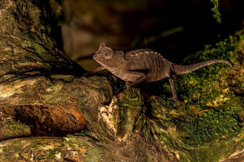 Antakarana ground chameleon